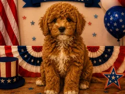 Female Bichon Poo puppy named Brenda for sale at Puppy City Winchester.
