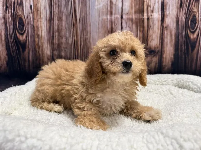 Female Mini Poodle puppy named Peach for sale at Puppy City Winchester.