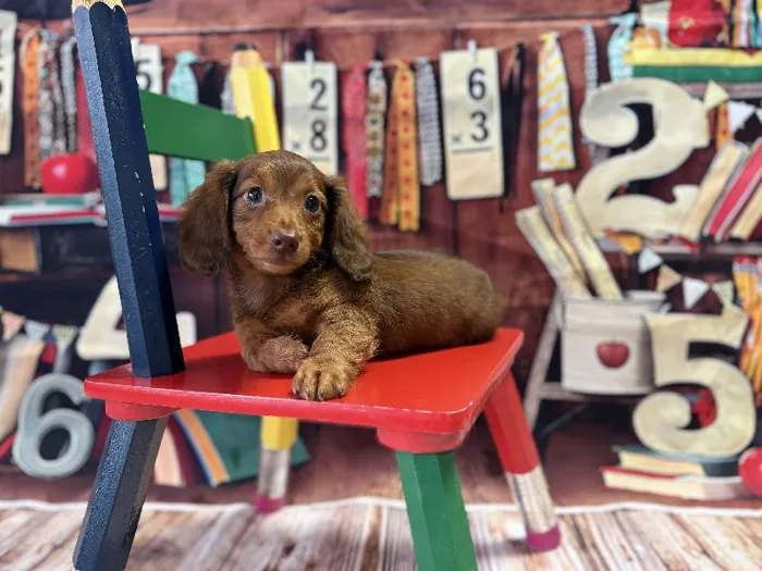 Male Mini Dachshund puppy named Beanie for sale at Puppy City Winchester.