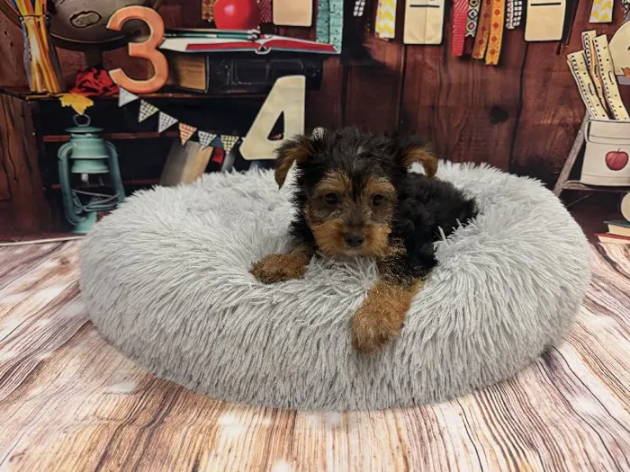 Male Yorkie puppy named Curtis for sale at Puppy City Winchester.