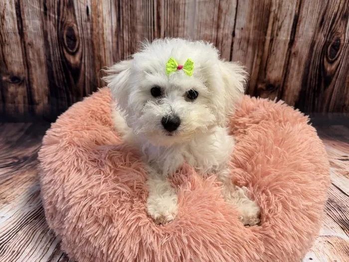 Female Bichon puppy named Mary for sale at Puppy City Winchester.