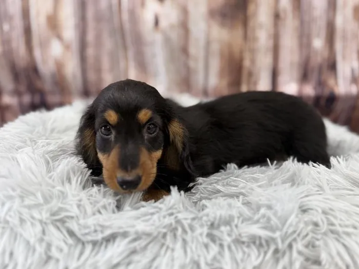 Male Standard Dachshund puppy named Walter for sale at Puppy City Winchester.