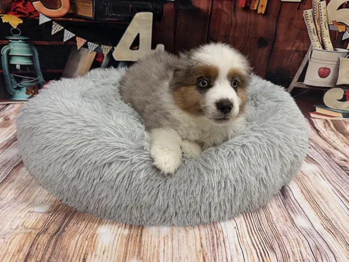 Male Miniature American Shepherd puppy named Jeffrey for sale at Puppy City Winchester.