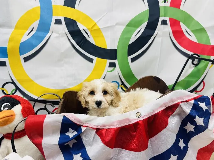 Male Cavachon Puppy for Sale in Winchester, VA