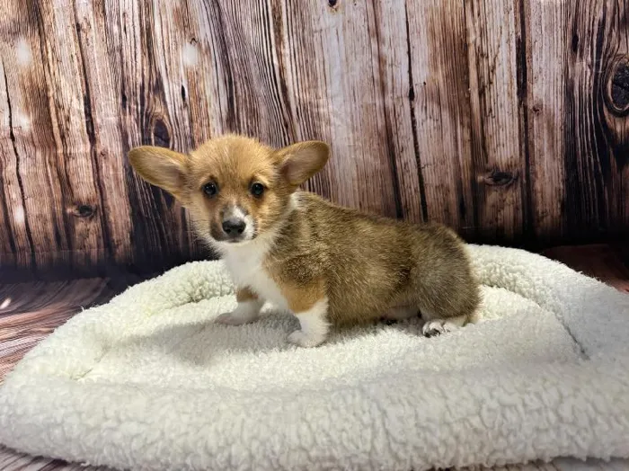 Female Pembroke Welsh Corgi puppy named Snickerdoodle for sale at Puppy City Winchester.