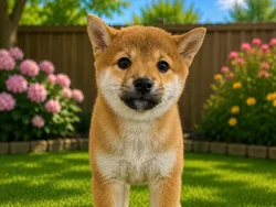 Female Shiba Inu puppy named Patty for sale at Puppy City Winchester.