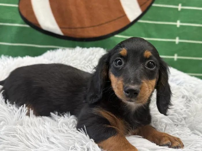 Female Standard Dachshund puppy named Alora for sale at Puppy City Winchester.