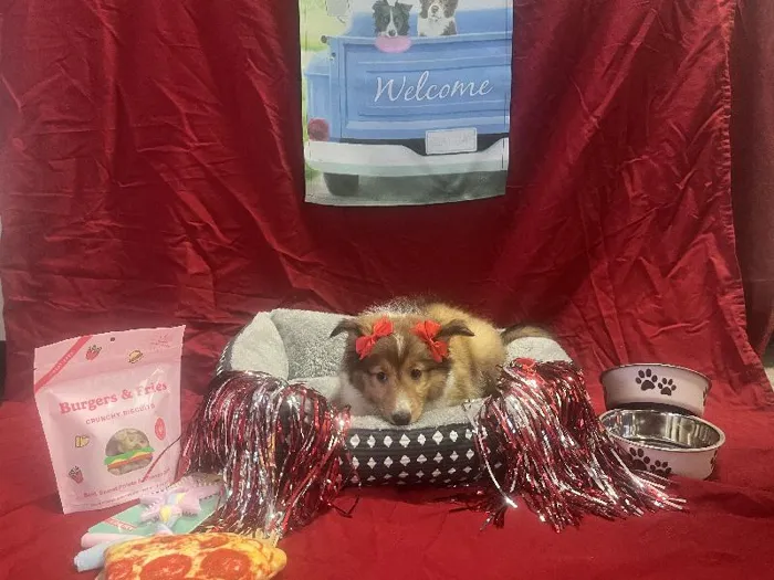 Female Sheltie puppy named Sadie for sale at Puppy City Winchester.