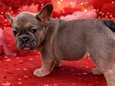 Female French Bulldog Puppy for Sale in Winchester, VA