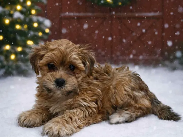 Female Yochon Puppy for Sale in Winchester, VA