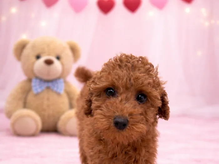 Female Mini Poodle Puppy for Sale in Winchester, VA