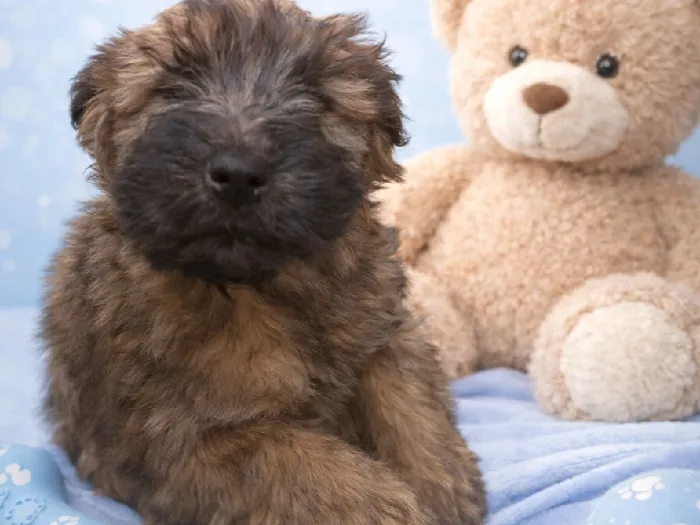 Male Soft Coated Wheaten Puppy for Sale in Winchester, VA