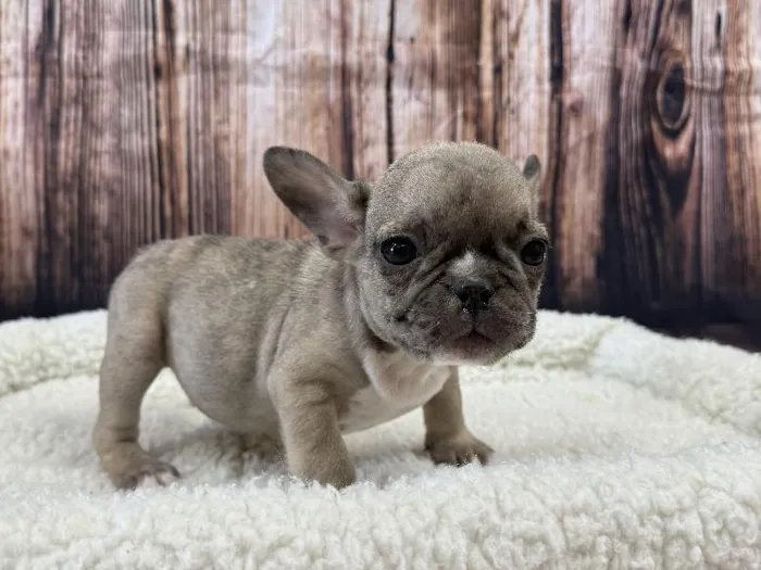Male French Bulldog puppy named Bjorn for sale at Puppy City Winchester.