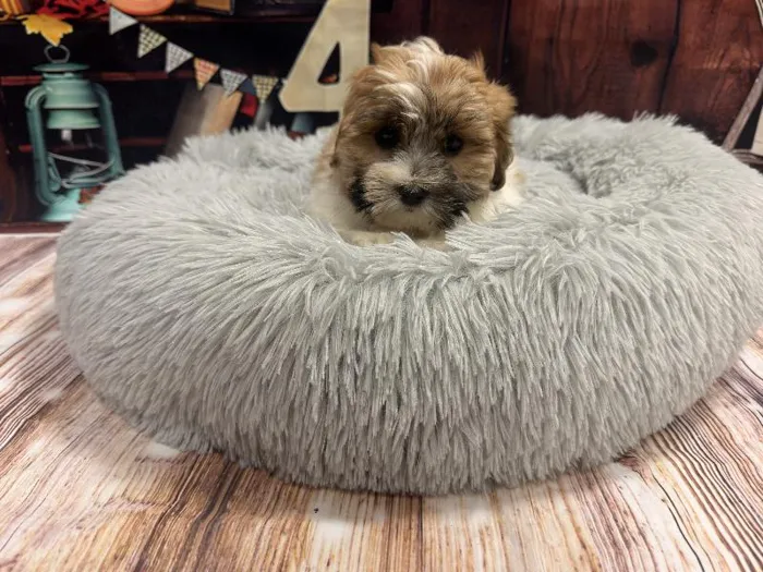 Female Teddy Bear puppy named Lavon for sale at Puppy City Winchester.
