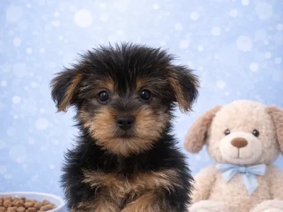 Male Yorkie Puppy for Sale in Winchester, VA