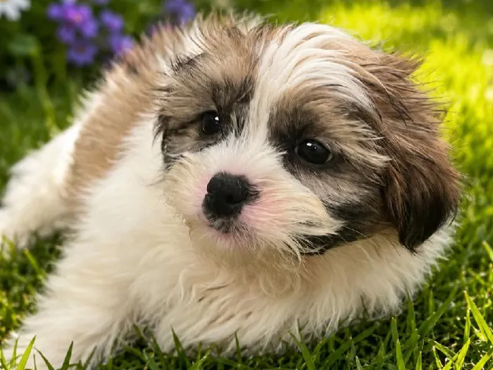 Male Shih Tzu Puppy for Sale in Winchester, VA