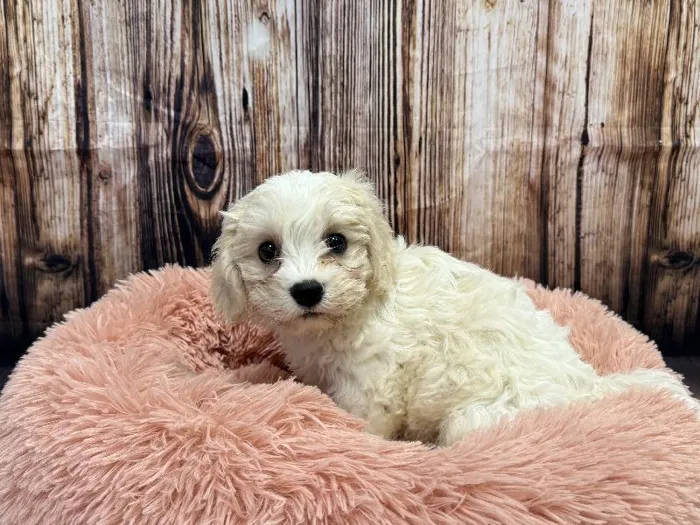 Female Cavachon puppy named Mabel for sale at Puppy City Winchester.