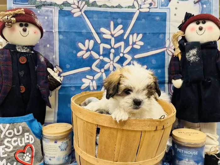 Female Shipoo Puppy for Sale in Winchester, VA