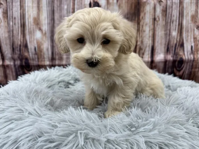 Male Maltipoo puppy named Milo for sale at Puppy City Winchester.