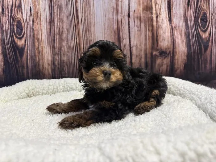 Male Yorkie-Poo puppy named Buggs for sale at Puppy City Winchester.
