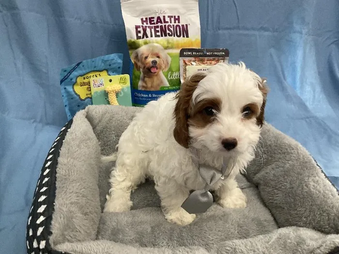 Male Cavapoo puppy named Andy for sale at Puppy City Winchester.
