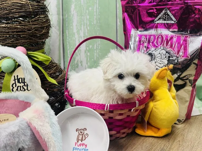 Male Maltichon Puppy for Sale in Winchester, VA