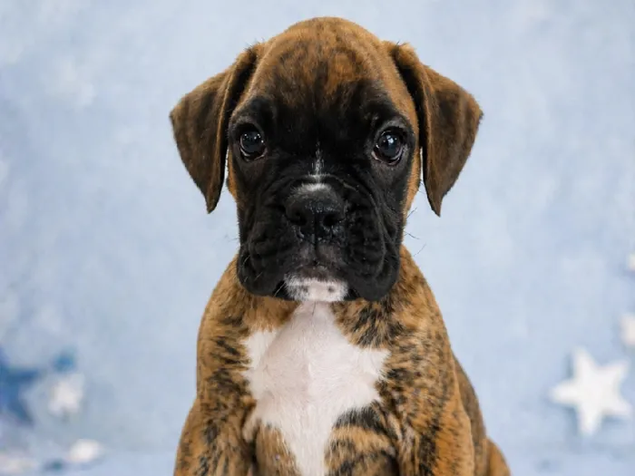Male Boxer Puppy for Sale in Winchester, VA
