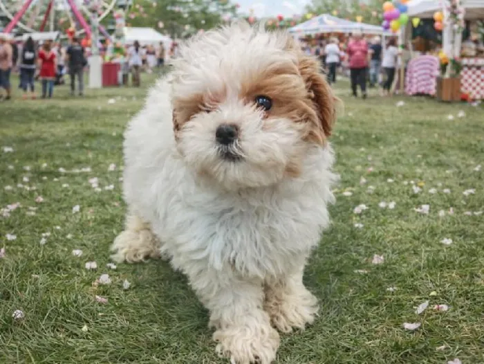 Female Shipoo Puppy for Sale in Winchester, VA