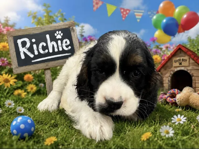 Male Cockalier (Cocker/Cavalier) puppy named Richie for sale at Puppy City Harrisonburg.
