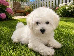 Female Bichon puppy named Milly for sale at Puppy City Winchester.
