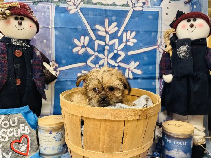 Male Shorkie Puppy for Sale in Winchester, VA