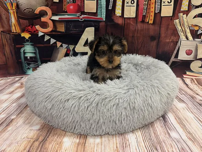 Male Yorkie puppy named Roger for sale at Puppy City Winchester.