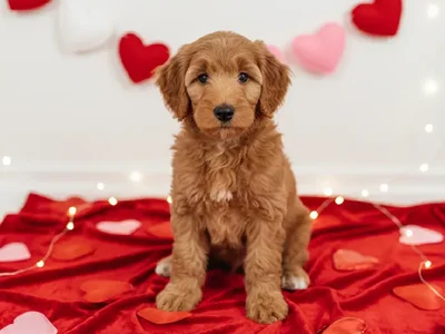 Female Aussidoodle Puppy for Sale in Winchester, VA