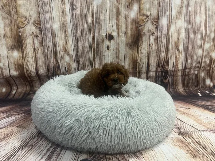Male Cavapoo puppy named Ren for sale at Puppy City Winchester.