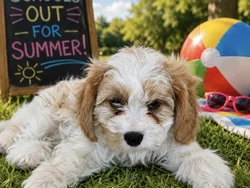 Female Cavachon puppy named Trish for sale at Puppy City Harrisonburg.