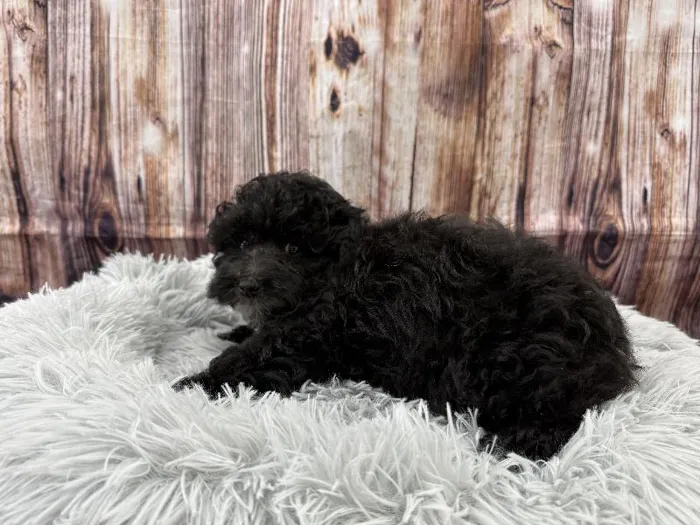 Male Mini Poodle puppy named Monty for sale at Puppy City Winchester.