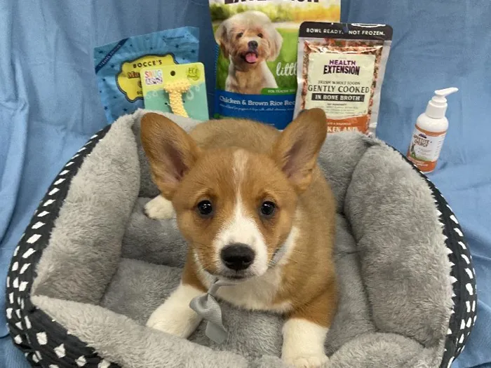 Male Pembroke Welsh Corgi puppy named Peter for sale at Puppy City Winchester.