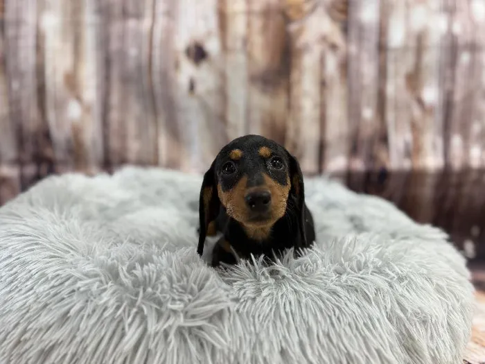 Female Standard Dachshund puppy named Tilly for sale at Puppy City Winchester.