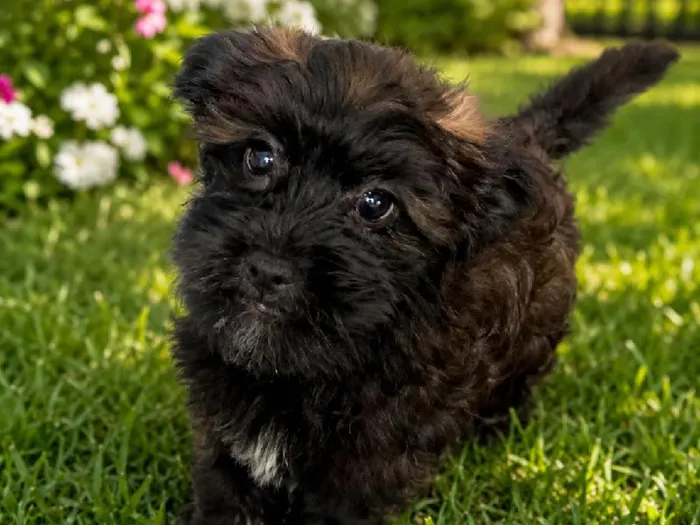Male Shipoo Puppy for Sale in Winchester, VA