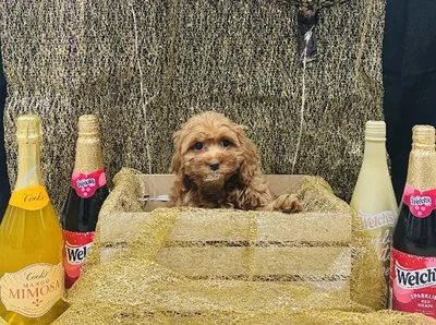 Male Cavapoo Puppy for Sale in Winchester, VA