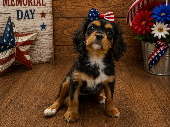 Female Cavalier King Charles Spaniel Puppy for Sale in Winchester, VA