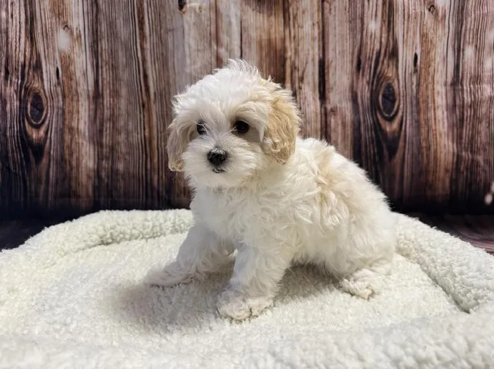 Male Maltipoo puppy named Chip for sale at Puppy City Winchester.