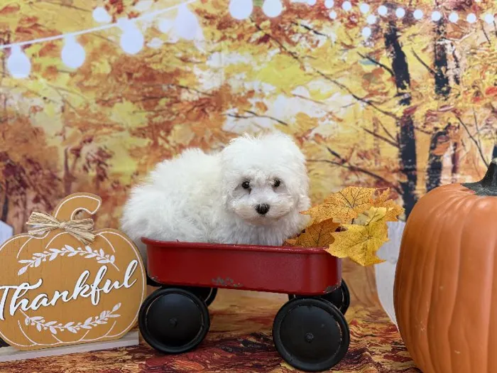 Male Maltichon Puppy for Sale in Winchester, VA