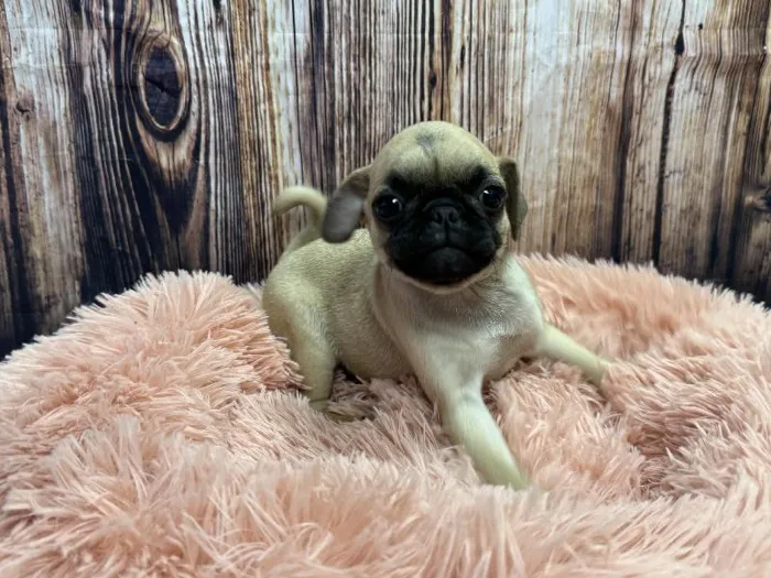 Male Pug puppy named Otis for sale at Puppy City Winchester.