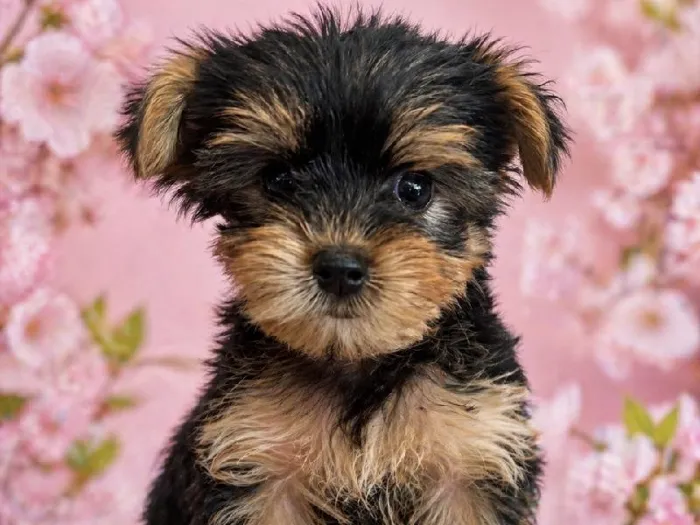 Female Yorkie Puppy for Sale in Winchester, VA