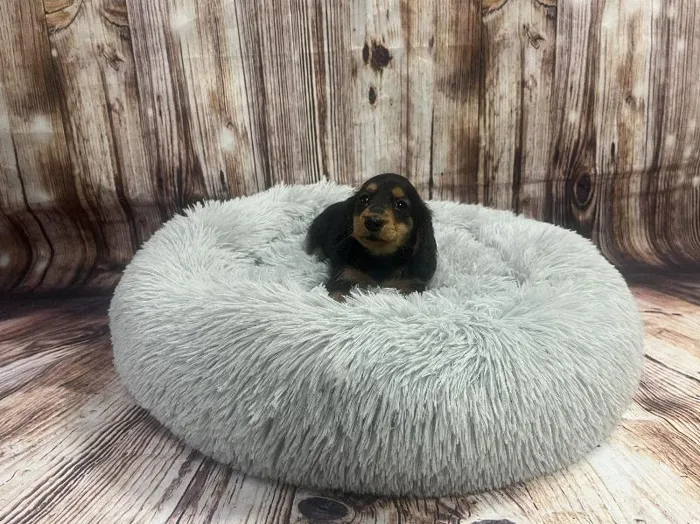 Female Mini Dachshund puppy named Lottie for sale at Puppy City Winchester.