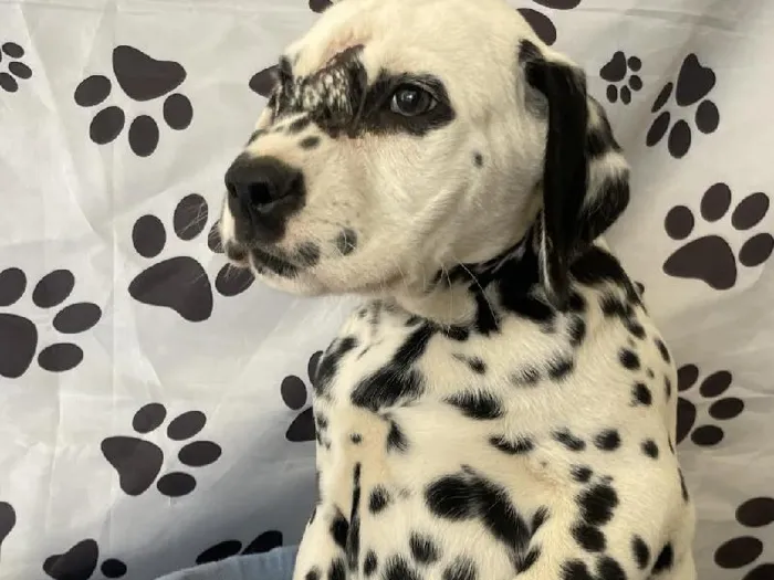 Male Dalmatian Puppy for Sale in Harrisonburg, VA