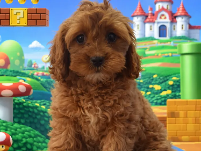 Female Cavapoo Puppy for Sale in Winchester, VA