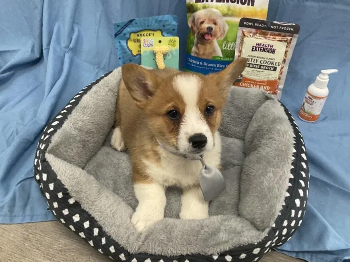 Male Pembroke Welsh Corgi puppy named John for sale at Puppy City Winchester.