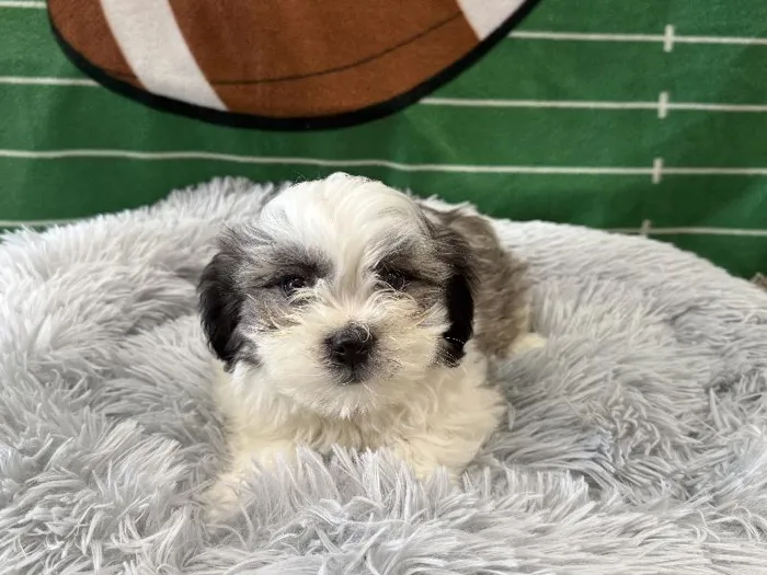 Male Bichon-Poo puppy named Cosmo for sale at Puppy City Winchester.